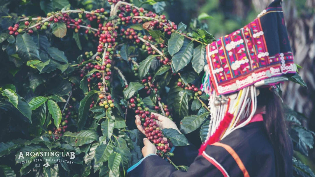 Hangi Kahveler Asya Kahvesi Kökenine Sahiptir?