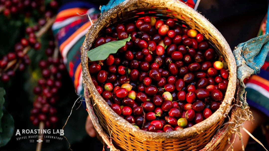 Afrika Kökenli Kahveler ile Tanışma Vakti